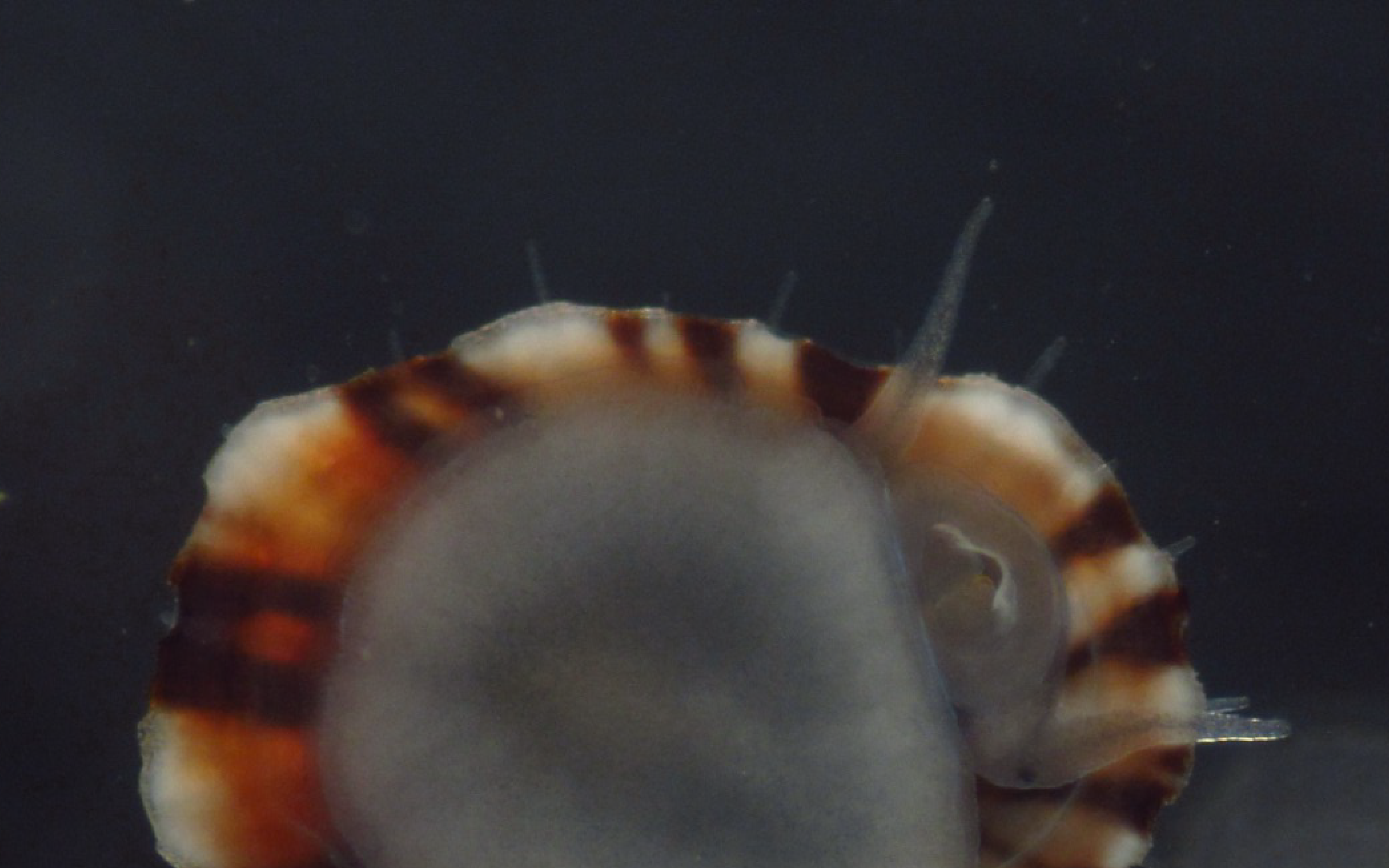 Patella Ferruginea